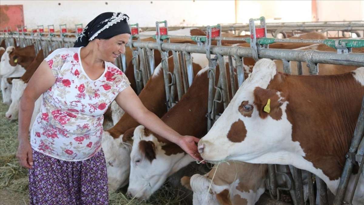 Çorum'da kadın çiftçi, vefat eden eşinin TKDK hibesiyle kurduğu tesisi daha da büyüttü