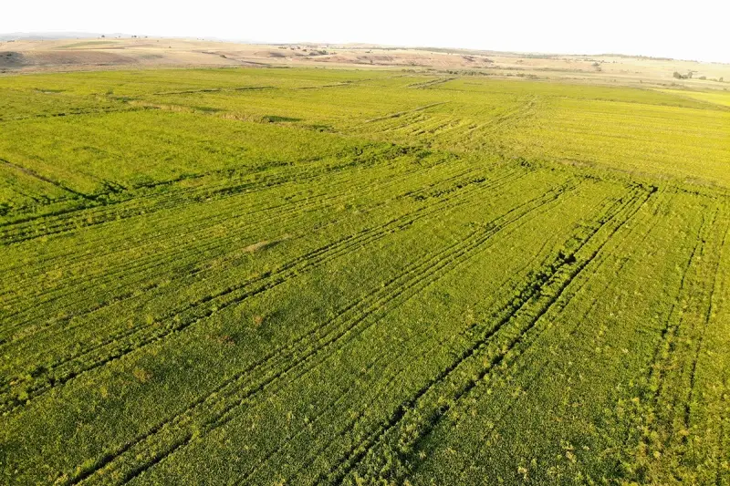 Cumhurbaşkanı açıkladı, çeltik üreticilerinin yüzü güldü