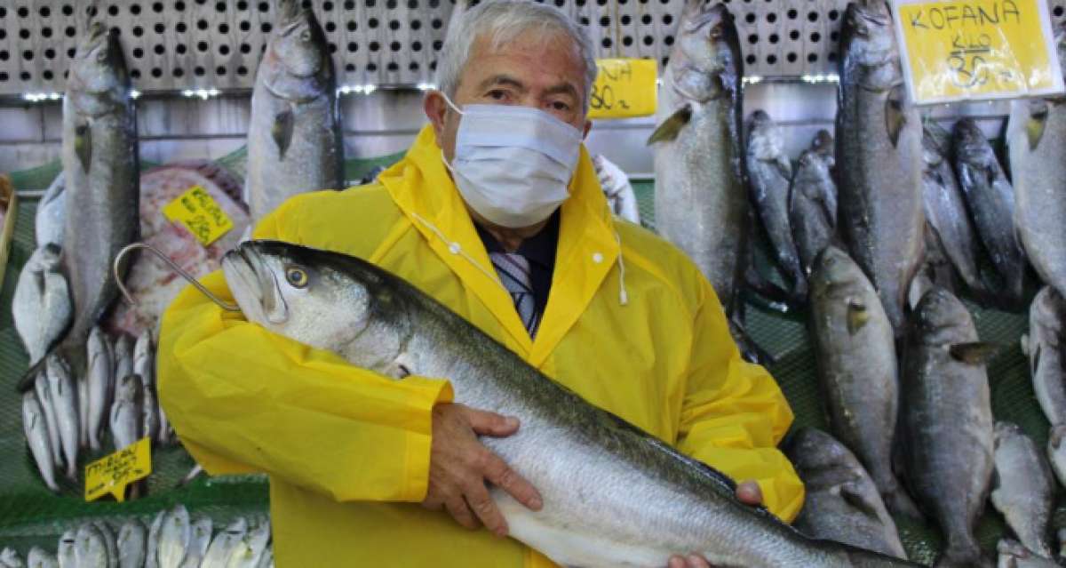 Denizlerde kofana bolluğu, ağırlığı 12 kiloya kadar çıktı