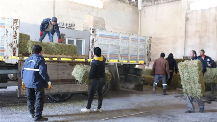 Deprem bölgesindeki küçükbaş hayvan yetiştiricileri için yem desteği talebi