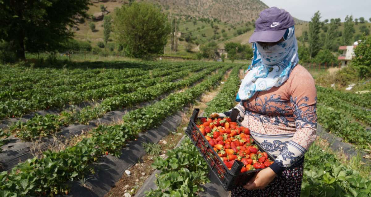 Devlet destek sağladı, çilek tarlaları kadınlara iş kapısı oldu