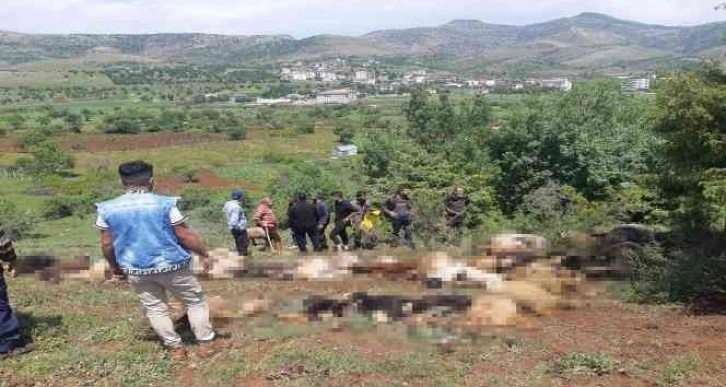 Diyarbakır’da yıldırım düştü, 53 küçükbaş hayvan telef oldu