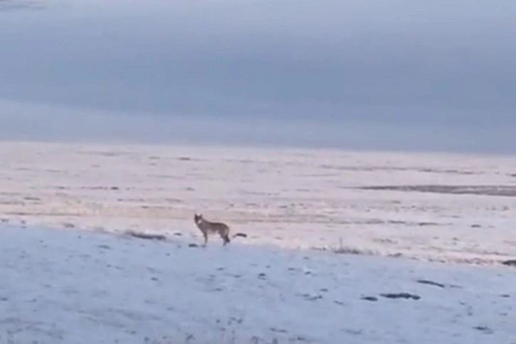 Dondurucu soğuk sebebiyle aç kalan kurt, Ardahan Ovası'na indi