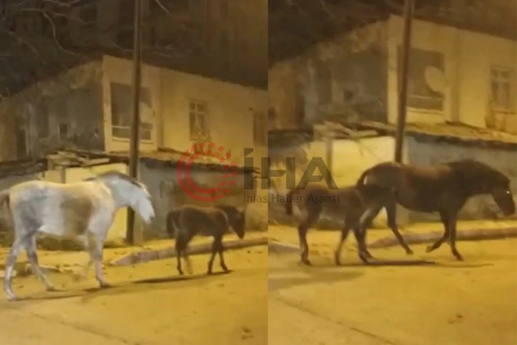 Elazığ’da başıboş atlar cadde ve sokaklarda ilginç görüntüler oluşturdu