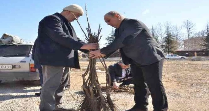 Elbistan’da üreticilere 6 bin 300 adet ceviz fidanı dağıtıldı