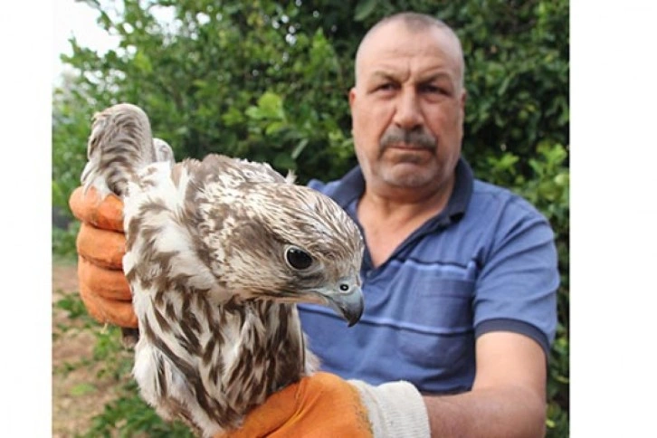 Evinde şahin besledi 19 bin TL para cezası yedi