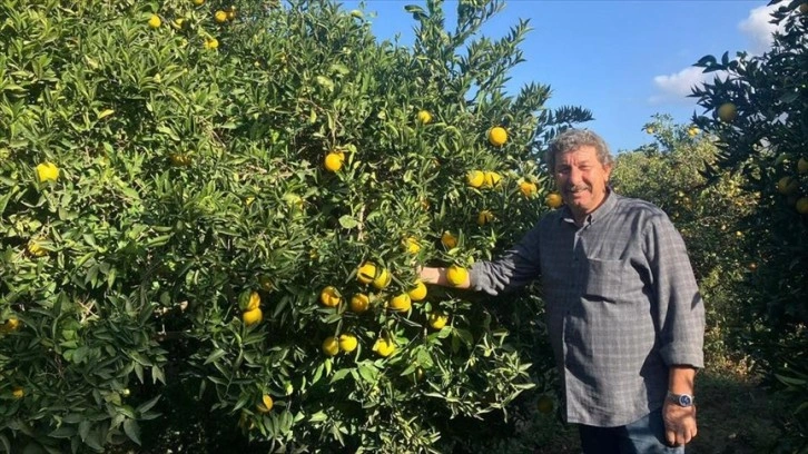 Finike portakalında hasat erken başladı