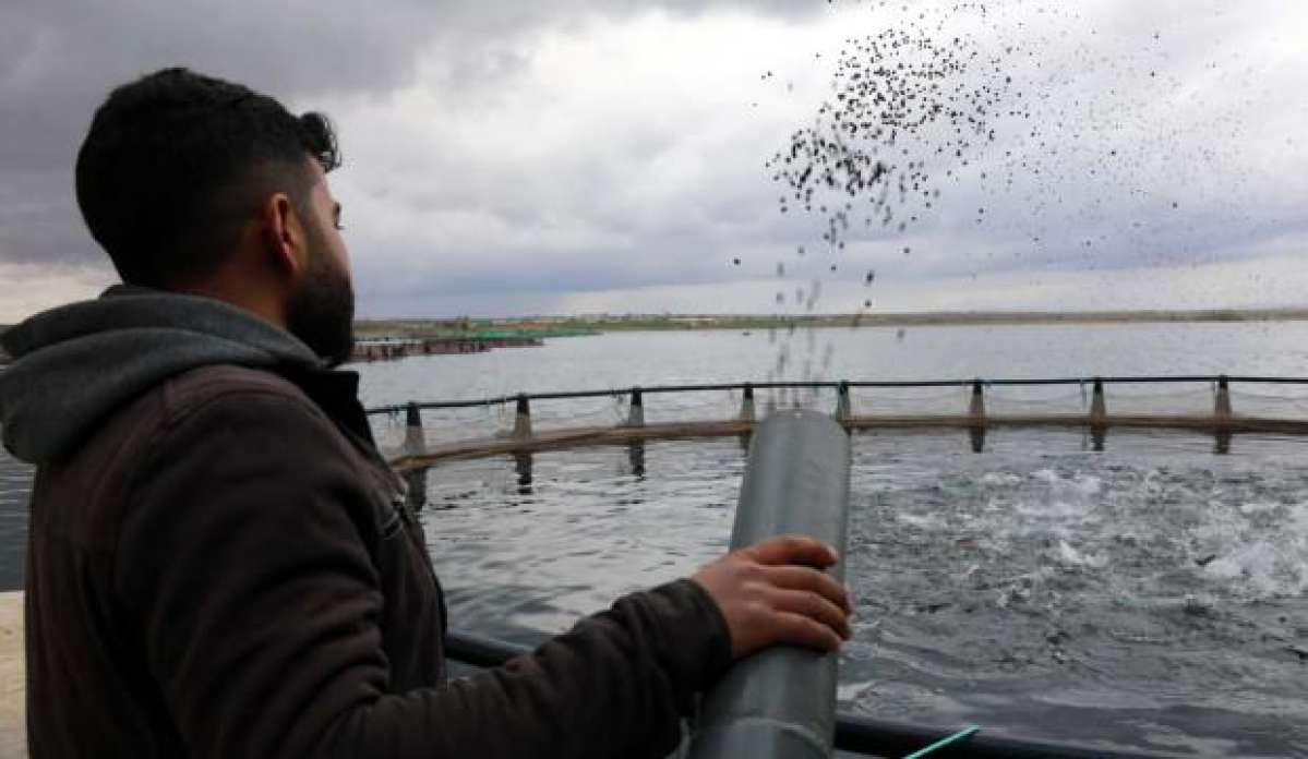 Fırat Nehri'nde yetişiyor, dünyaya satılıyor