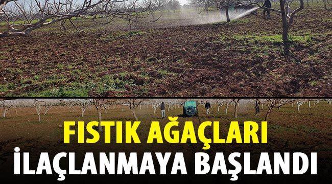 Fıstık ağaçları ilaçlanmaya başlandı 