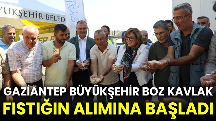 Gaziantep Büyükşehir boz kavlak fıstığın alımına başladı