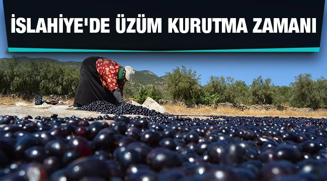 İslahiye'de üzüm kurutma zamanı