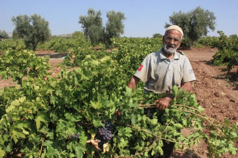 Kilis karası üzümünün de hasat sona erdi