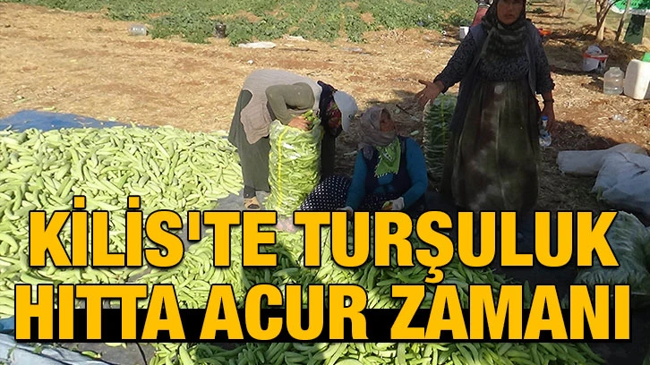 Kilis'te turşuluk hıtta acur zamanı