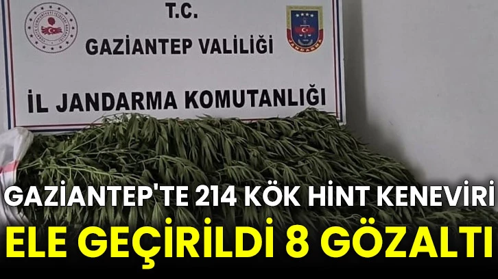 Gaziantep'te 214 kök Hint keneviri ele geçirildi 8 gözaltı