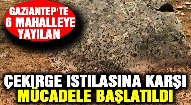 Gaziantep'te 6 mahalleye yayılan çekirge istilasına karşı mücadele başlatıldı