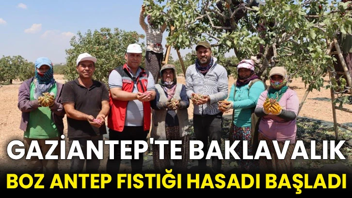 Gaziantep'te baklavalık boz Antep fıstığı hasadı başladı