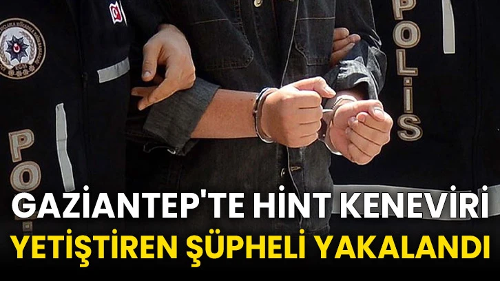 Gaziantep'te Hint keneviri yetiştiren şüpheli yakalandı