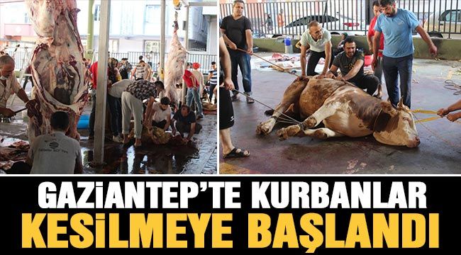 Gaziantep’te kurbanlar kesilmeye başlandı 