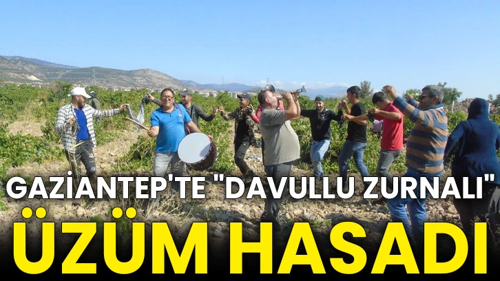 Gaziantep'te &quot;davullu zurnalı&quot; üzüm hasadı