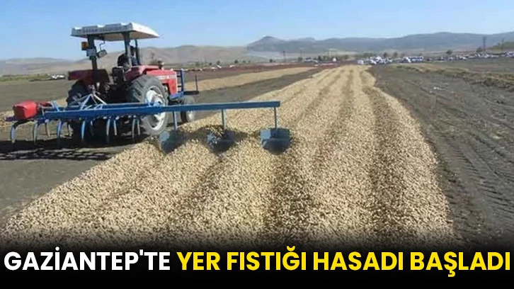 Gaziantep'te yer fıstığı hasadı başladı