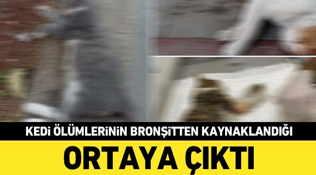 Gaziantep’teki kedi ölümlerinin bronşitten kaynaklandığı ortaya çıktı