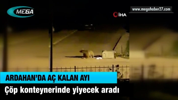 VİDEO HABER | Aç kalan ayı, çöp konteynerinde yiyecek aradı