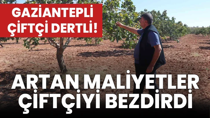 Gaziantepli Çiftçi Dertli! Artan Maliyetler Çiftçiyi Bezdirdi...  