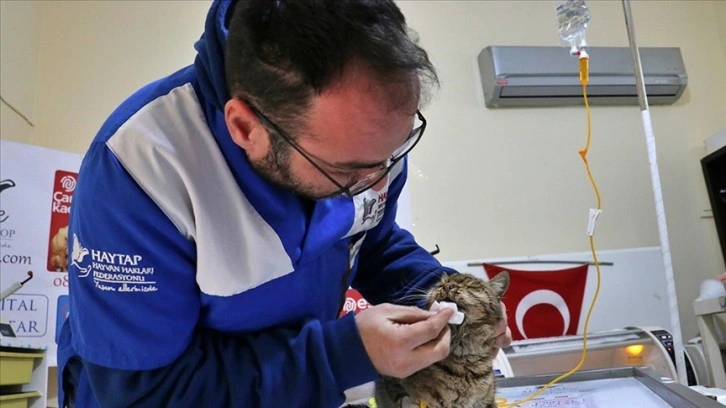 Gaziantep'te 120 saat sonra enkazdan kurtarılan kedi Osmaniye'de tedaviye alındı