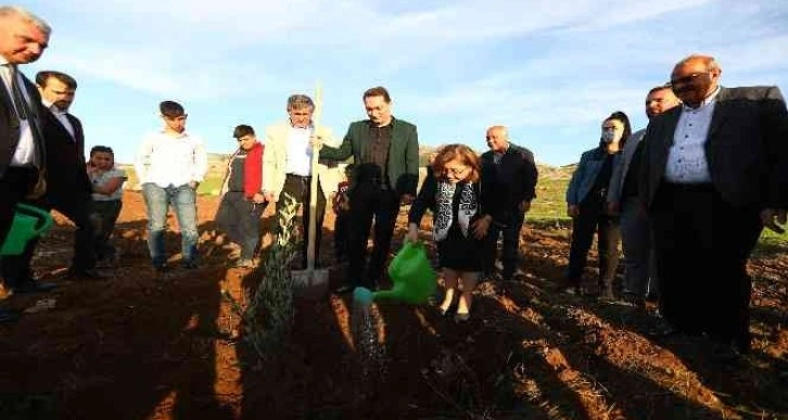 Gaziantep’te 75 bin zeytin fidanının dağıtımına başlandı