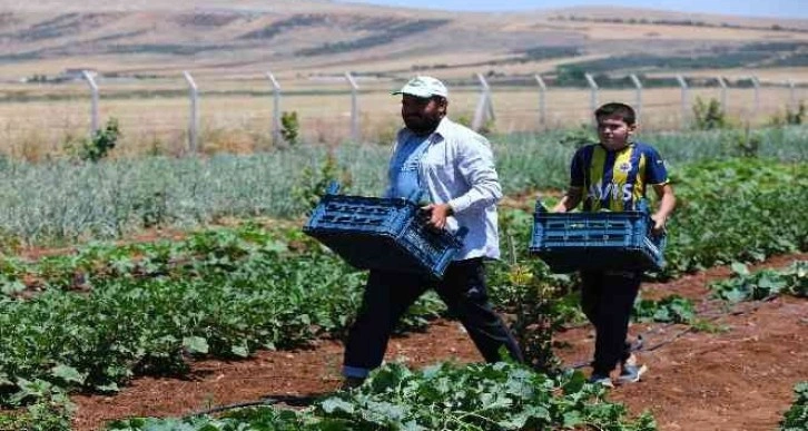 Gaziantep’te dağıtılan sebze fideleri ilk mahsullerini vermeye başladı