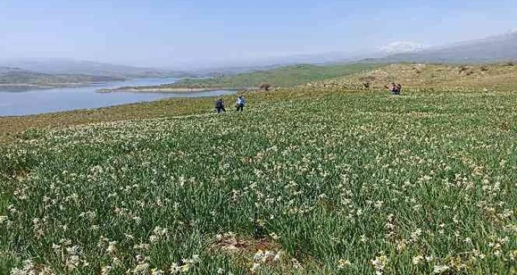 Gerger’de yabani nergisler yerli turistlerin ilgi odağı oluyor