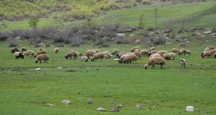 Göçerler kar erimeden Şırnak yaylalarına çıktı