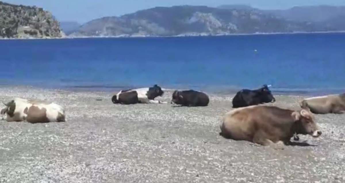 Gören dönüp bir daha baktı