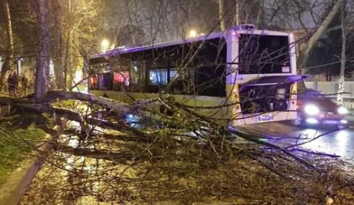 Haftanın ilk günü yine İETT kazası! Asırlık ağaca çarptı