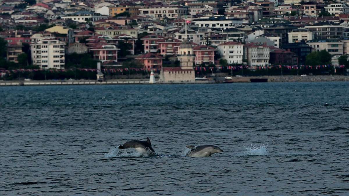 'Hamsinin azalmasının nedeni yunuslar değil insan kaynaklarıdır'