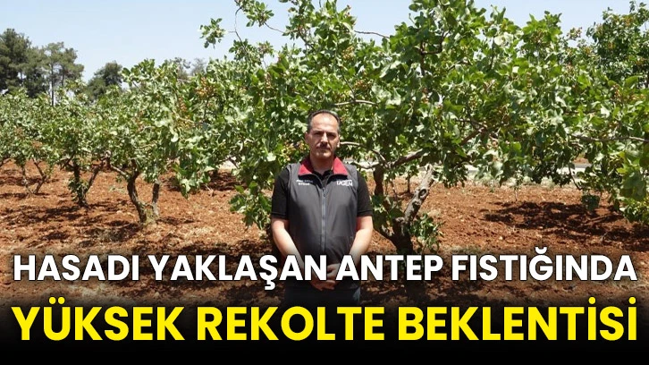 Hasadı yaklaşan Antep fıstığında yüksek rekolte beklentisi