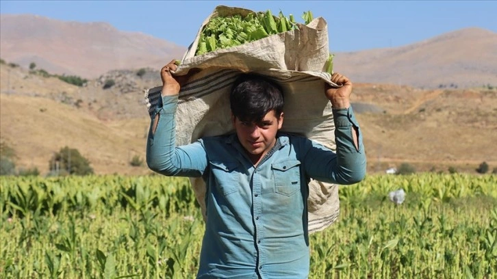 Hasadına başlanan Çelikhan tütününde 8 bin ton rekolte bekleniyor