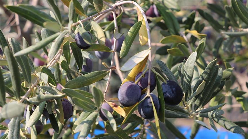 Hatay’da zeytin verimi azaldı, kalite arttı