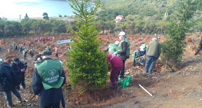 Heybeliada’da yanan ormanlık alana yüzlerce fidan dikildi