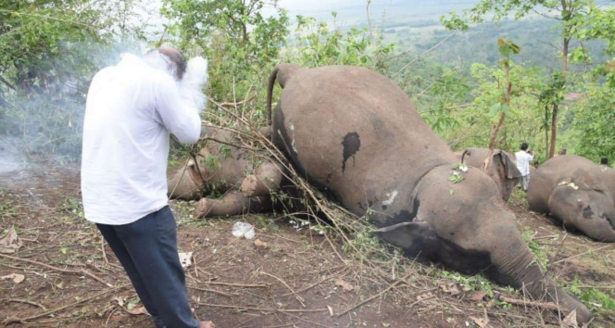 Hindistan'da yıldırım düşmesinin ardından 18 fil ölü bulundu