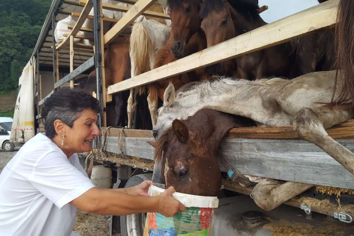 Hopa'da bir tır dorsesinde ölüme terk edilen atlar için gönüllüler seferber oldu