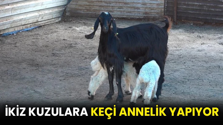 İkiz kuzulara keçi annelik yapıyor