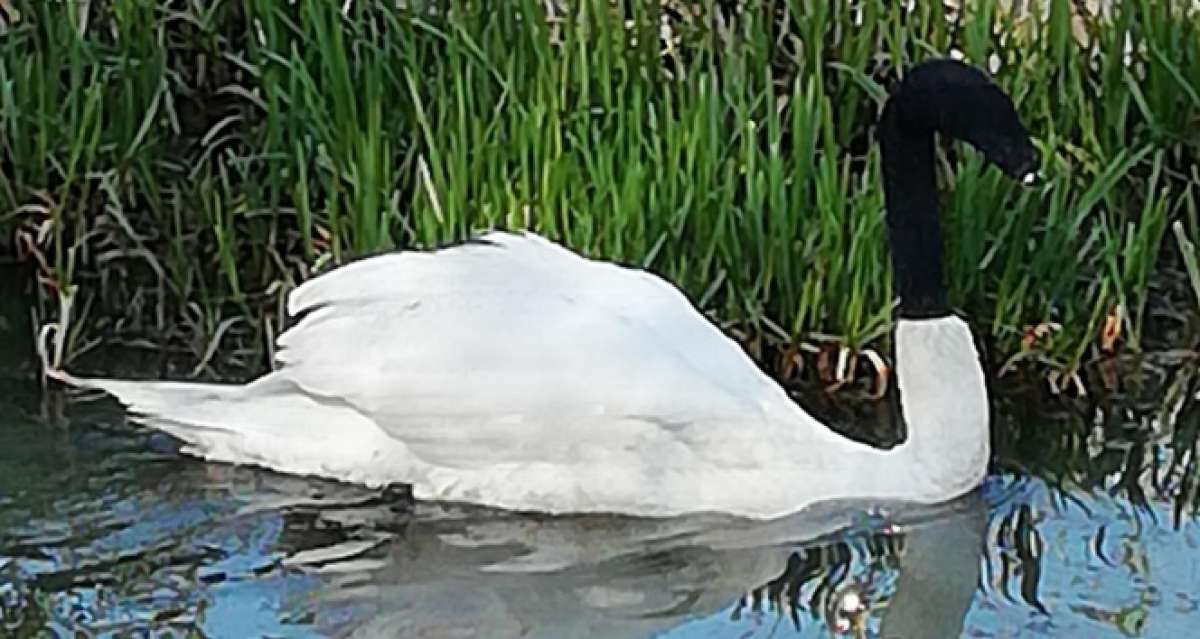 İngiltere'de kuğuya çirkin şaka: Başına çorap geçirip göle bıraktılar