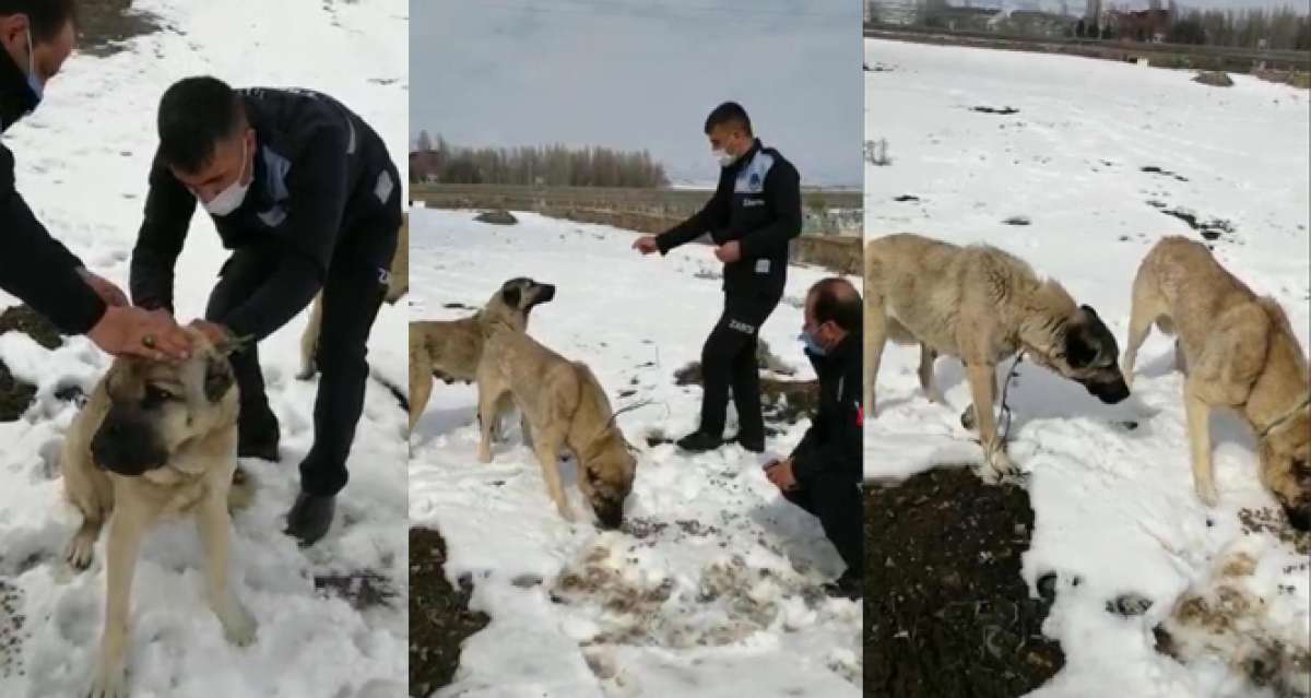 İşkence edilen sokak köpeklerine zabıtalar sahip çıktı