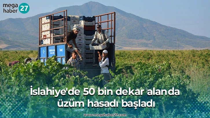 İslahiye'de 50 bin dekar alanda üzüm hasadı başladı