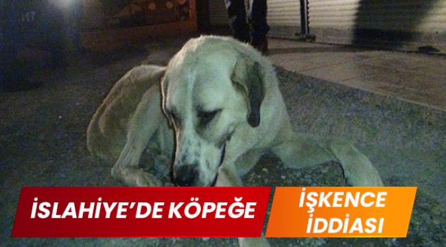 İslahiye'de köpeğe işkence iddiası