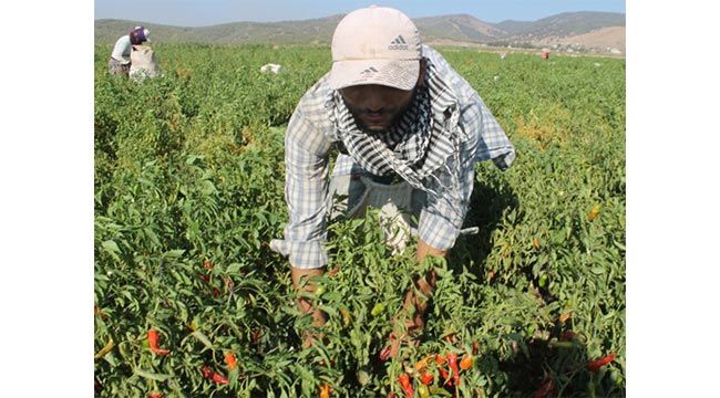  İslahiye'de tarım işçilerinin günlük ücretleri belirlendi 