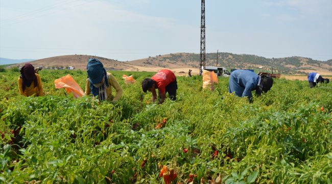 İslahiye Ovası'nda kırmızı biber hasadı başladı