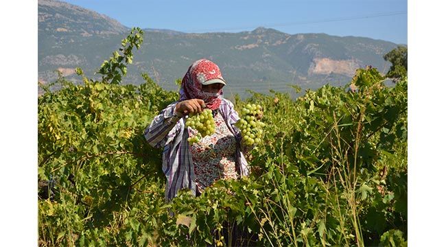  İslahiye Ovası'nda üzüm hasadı başladı 