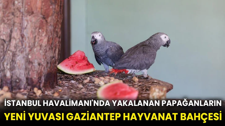 İstanbul Havalimanı'nda yakalanan papağanların yeni yuvası Gaziantep Hayvanat Bahçesi